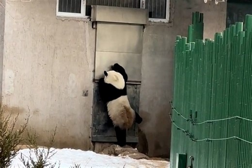 Human-like panda banging on door is ‘definitely a person dressed up’