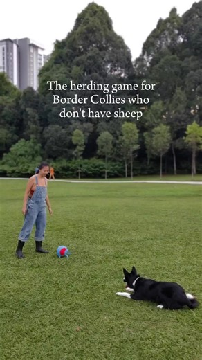 Understanding Border Collie Herding Instincts and Reactivity