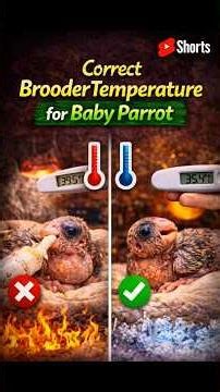 Correct Brooder Temperature for Baby Parrot #birds #babyparrot #parrot #drrahulbirdcare