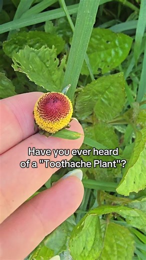 Explore the Toothache Plant's Natural Remedies