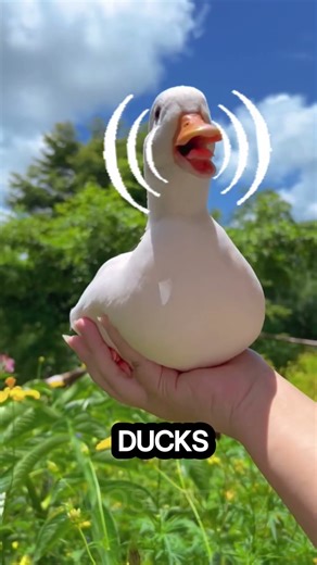 Meet the Call Duck 🦆 | The Cutest Tiny Duck Ever! #CallDuck #Ducklings #CuteDuck #DuckFacts #Shorts