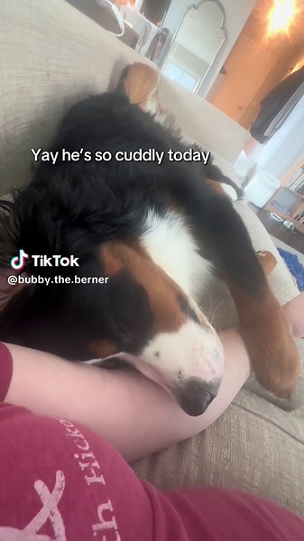 Nothing in life is free #bernersoftiktok #bernesemountaindog