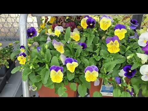 Walking around Walmart garden center!!!
