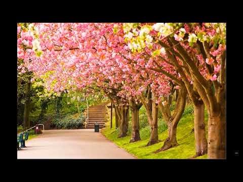 Vivaldi - Spring