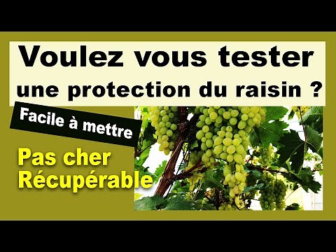 Voulez vous tester une méthode protection du raisin ?
