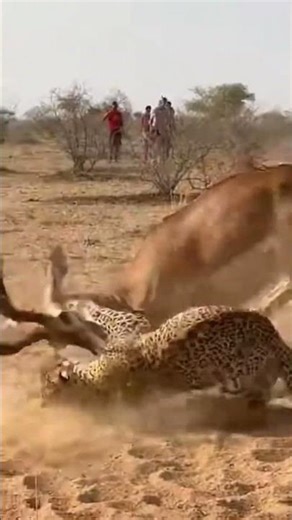 IMPALA VS LEOPARD — The Most Unexpected Wildlife Fight 🦌💥🐆