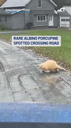 A rare albino porcupine was spotted crossing a road in North Pomfret, Vermont. Porcupines are common in the state, but albino sightings are rare. #Vermont #WildLife