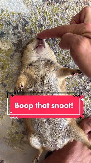 Poppys off to a slow start this morning 😂 • • • #prairiedog #animals #pet #funny #petlover #animal #tiktokanimals #cute #fyp #foryou #foryoupage #viral #viraltiktok #viralvideo #tiktoktrending #fypシ