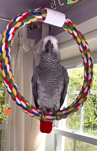 11K views · 258 reactions | I do love both Applesand BananasWhat’s everyone favorite fruit_諾𢡄#babyparrot #FacebookReelsContest #congoafricangrey #love #parrot#pet#animal#fypシ゚viralシ #talkingparrot #fypシ゚ #reels#usa #viral #reelsfb #fyp #reelsvideo #fypシ #afric #viralreelsfb #fbreels #fbreelsvideo #africangrey | Harper | Facebook