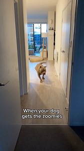 Here comes the bulldozer #dog #dogs #puppy #staffy #americanbully | Lulu & Tuktuk