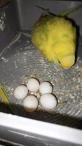 713K views · 4K reactions | Budgie Bird eggs #budgies #budgiebreeding #breeding #breedingseason #budgiebird #fbreels #birdsolution #birds #fbreels23 #fbyシviral #fbreelsvideo #birdschallenge #birdsonearth #birdsaviary #birdlovers #birdsolution #reelsvideo #reelsfb #bangladeshi | Bird Solution | Facebook