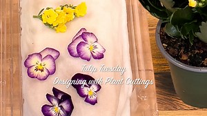 Designing with plant cuttings is pure flower-lover fun — especially when the blooms come straight from your garden! With just a few snips from your plants, you can create something beautiful and fresh. In this Tulip Tuesday video, Leanne shares how to keep your cuttings looking perky and picture-perfect. | Floral Design Institute