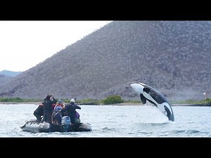 Up Close with Orcas | Galápagos Islands | Lindblad Expeditions