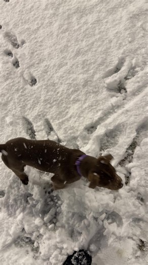 Marley's Fast Lab Pit Mix Impresses with Speed