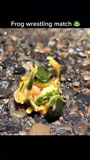 Not to be confused with one of the seven known frog mating positions 👉 @unsw You can help #conservation scientists track #frog health and distribution around Australia using the #FrogID app. Just take the app into your backyard and record any croaks, whistles and bleats you can hear 🐸 #unsw #citizenscience @Australian Museum