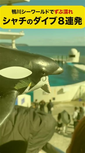 #大迫力】#鴨川シーワールド #シャチ 特大ダイブ8連発！ #水族館 #海の生き物