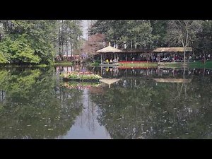 LIVE: 400,000 tulips light up West Lake