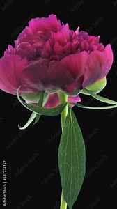 Time lapse of opening purple peony (Paeonia) flower with ALPHA transparency channel isolated on black background, vertical orientation