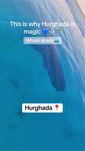 Whale Shark Encounter in Hurghada: Nature’s Marvel