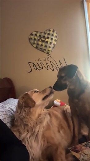 My Dogs Started Kissing Each Other || ViralHog