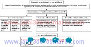 résumé: le système immunitaire naturelle 3ac (organigramme)