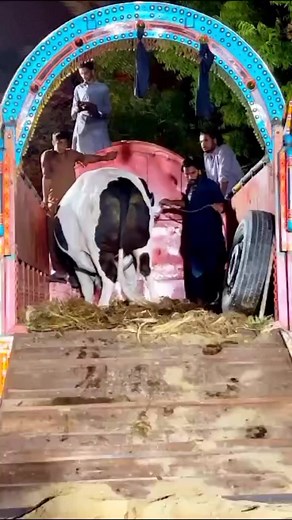 12K views · 524 reactions | ALHAMDULILLAH 殺 HAMARY FARM KI JAAAN GAIN TARANOW AT REAL HOMEADAM BHAI KI QURBANI 2023❤️IS KARAM KA KARU SHUKAR KESY ADA️ALHAMDULILLAH ALL CREDIT GO'S TO D CATTLE TEAM FOR THIS BIG ACHIEVEMENT D CATTLE FARM✨**HOPE FOR THE BEST* | Mandi Scenes | Facebook