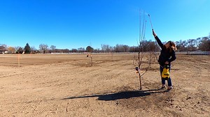 133K views · 10K reactions | Spraying our Fruit Trees: Dormant...