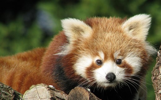 动物宝宝 Baby Animals 两季全13集