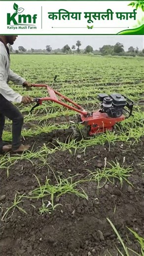 पावर टिलर से सफ़ेद मूसली की फ़सल में निराई-गुड़ाई? #farming #musli #farmer #kisan #farm #kheti #kmf