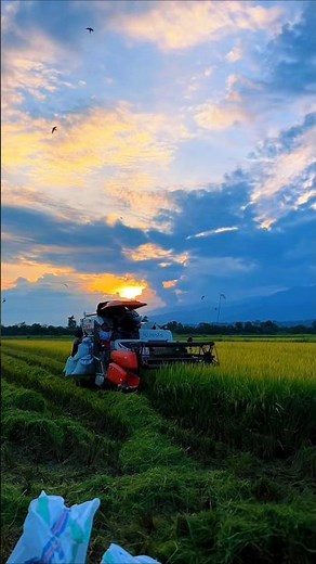 Kubota combine harvester 🌾👿 #shorts #kubota #combineharvester