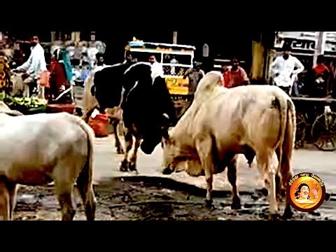 Two Bulls fighting on streets | Dangerous Bull Fighting👊💥 | Bullfighting