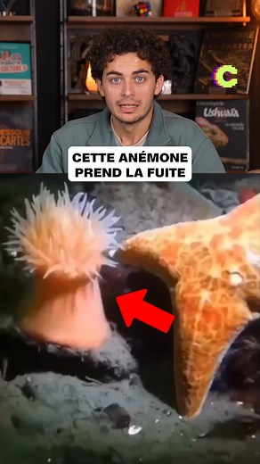 Bizarre l’anémone de mer quand même | César - Culture G