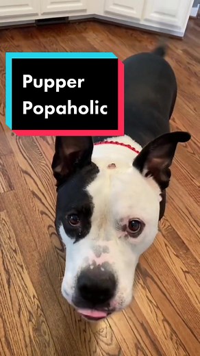 Petey's Skin Issues: Veterinary Dermatologist Advice Needed