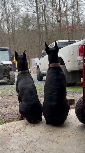 Can you outrun my Doberman’s? #doberman #go #fast #running #takeoff