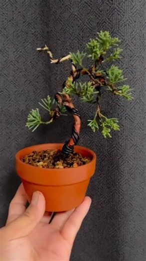 Step by Step Mini Bonsai Tutorial. #MiniBonsai #BonsaiForBeginners #BonsaiTutorial #HowToBonsai #BonsaiTraining | Gunawan Nikita