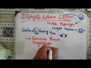 diphyllobothrium latum, 😋😋 diphyllobothrium latum life cycle.#parasitology #microbiology #fishworm