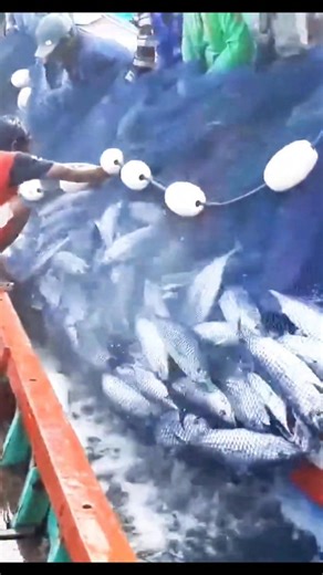 Jackpot, The Most Amazing Purse Seine Net Catches Lots of Skipjack Tuna #fishingnet #fish #fishing | Muammar Rafly