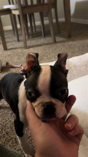 The Adorable Life of Boston Terriers