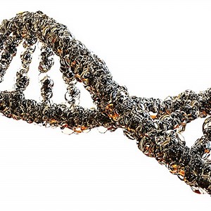 Investigating the Origins of Life | Genetics And Genomics