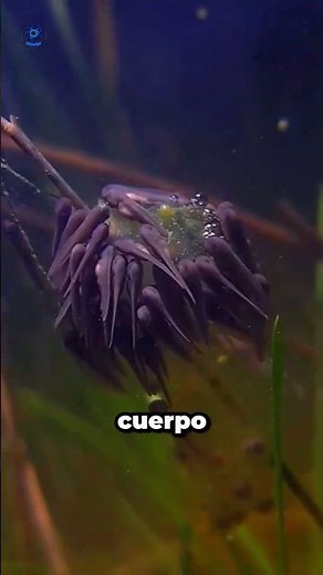 This is how frog metamorphosis occurs