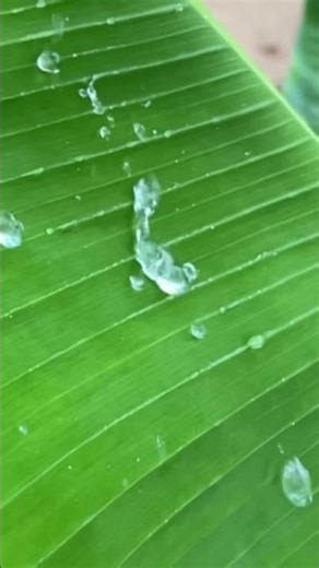 #water #waterfall #love #most #watched #emotional #nature #banana # #aura #slowedandreverb #indian