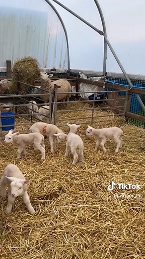 Farmer Lel on TikTok