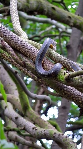 Canopy Hunter: Amazon Tree Boa Strikes from Above 🌿🐍⚡