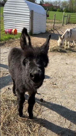 Baby donkeys first bray attempt #shorts #babydonkey #animals #donkeys #farmlife #therapy