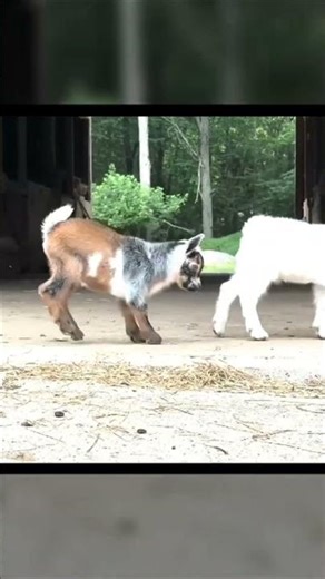 Baby Goats Dance to Bee Gees Music!