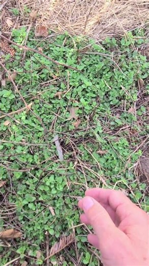 Be Careful Where You Plant Oregano! It Can Be Invasive!