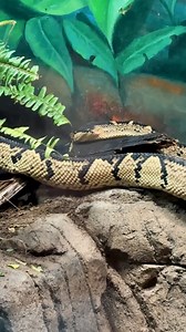 5K views · 189 reactions | The Living Amphibians, Invertebrates, and...