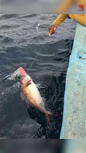 Fishing in the Deep Sea #fishing #fishingvideo #fishingtime