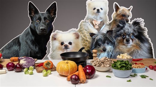 I did a food review with my pack of 6 dogs | Girl With The Dogs