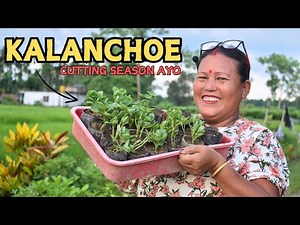 Kalanchoe Cuttings Propagation Kasari Garne - A Step-by-Step Guide!